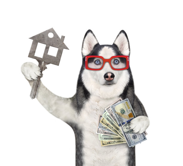 哈士奇有美元和房子的钥匙图片下载