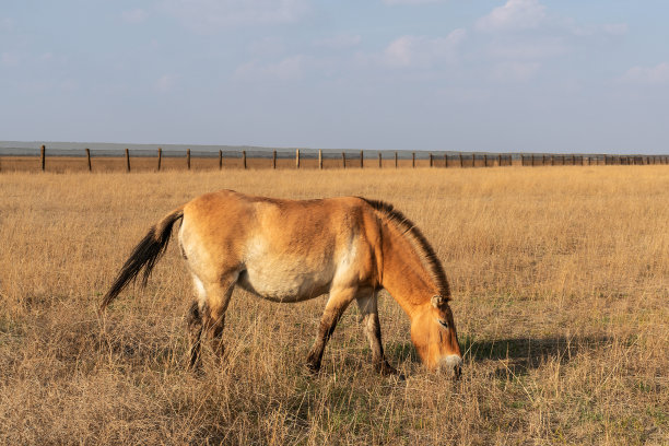普氏野马美丽的喂养动物图片下载