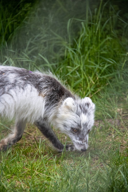 有趣的北极狐图片下载