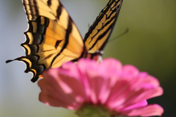 黄色和粉色图片下载