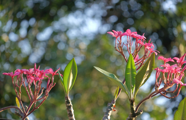 鸡蛋花，也被称为鸡蛋花，在炎热潮湿的亚热带地区生长得最好图片下载