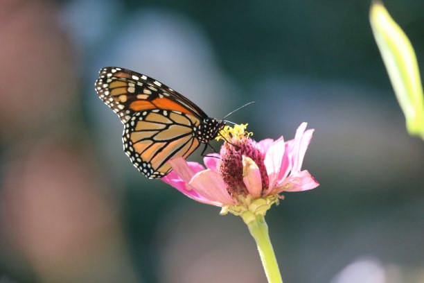 百日草上的帝王蝶图片下载