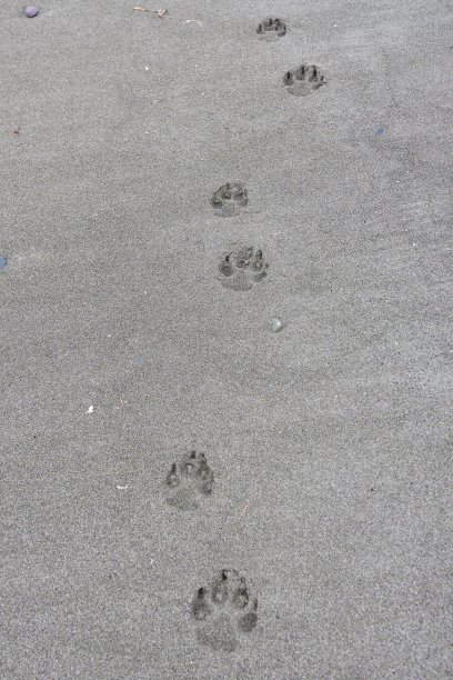 海岸狼(Canis lupus crassodon)在努恰特利茨省立公园卡塔拉岛的沙滩上留下足迹图片下载