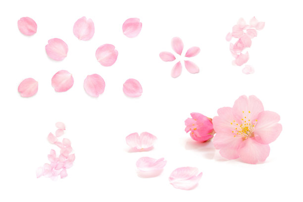 日本粉色樱花，花瓣，白色背景，春季摄影套装图片下载