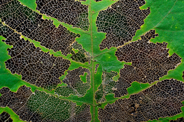 纹理绿叶图片下载