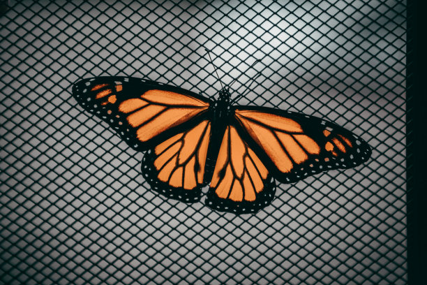 灰色表面上帝王蝶的俯视图图片下载