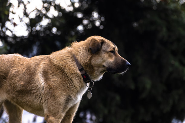 侧面视图的牧羊犬与狗项圈图片下载