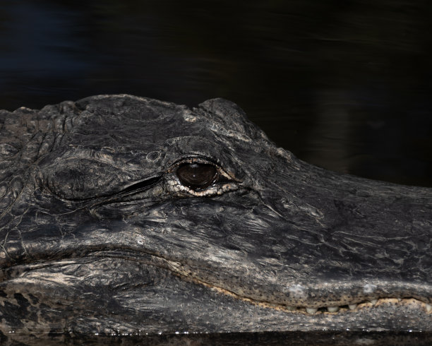 夜间水中短吻鳄的特写图片下载