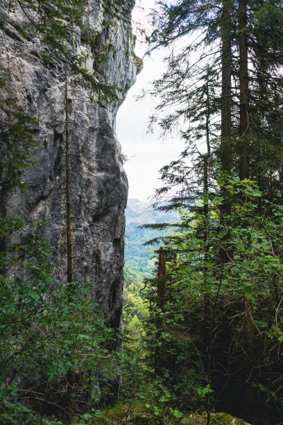 垂直森林景观，绿树和陡峭的岩层图片下载