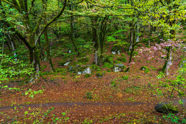 秋天里长满苔藓的老树，神秘的森林图片下载