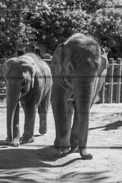 两只大象走在栅栏后面的灰度图图片下载