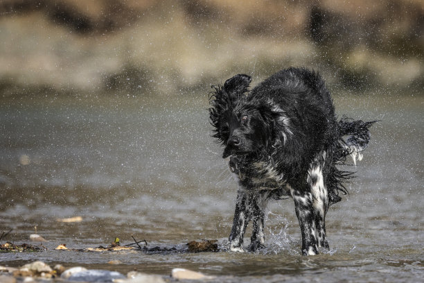 狗狗甩水图片下载