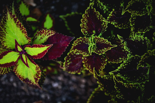 Solenostemon scutellarioides。Coleus彩虹。图片下载