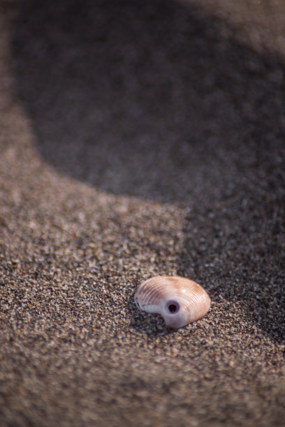 沙滩上的贝壳图片下载