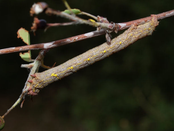 在春天的一天，一只昆虫幼虫在树枝上用它来伪装图片下载