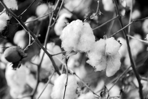 中美洲危地马拉的黎凡特棉花图片下载