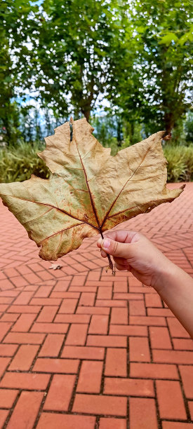 隐形苜蓿图片下载