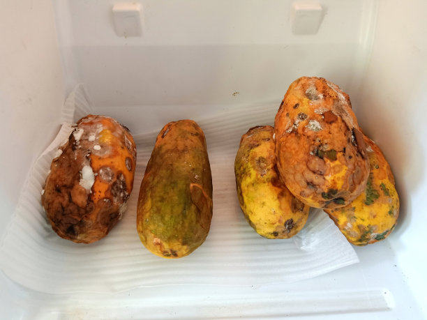 黄色腐烂的木瓜存放在冰箱中，关闭有黑点和霉菌的木瓜图片下载