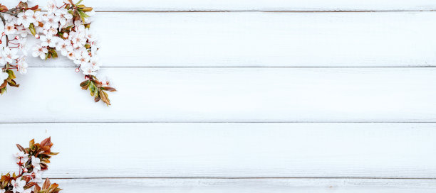 樱花树绽放旗帜。四月的花卉自然和春天的樱花在木制背景。3月8日的横幅，复活节快乐与文字的地方。春天的概念。前视图。平的。图片下载