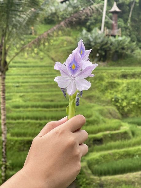 孤独的花朵图片下载