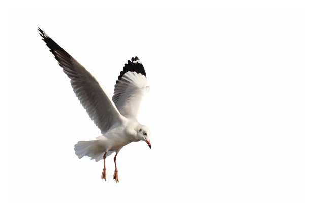 海鸥图片下载