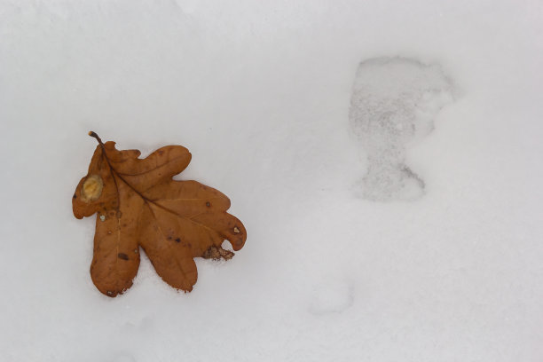 纹理,冬天的背景。初雪上的黄秋叶。干燥的叶子躺在松软的雪上，在地上。换季概念。本空间图片下载