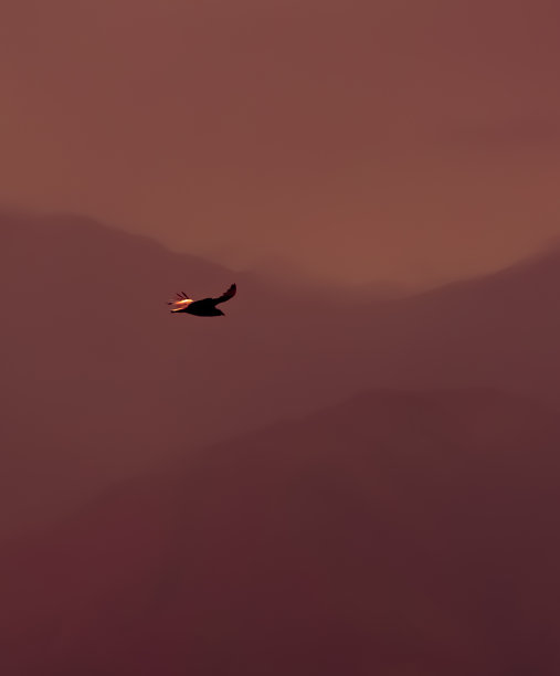 在哥伦比亚桑坦德的巴里卡拉的安第斯山脉，秃鹰在红色的天空中飞行。图片下载