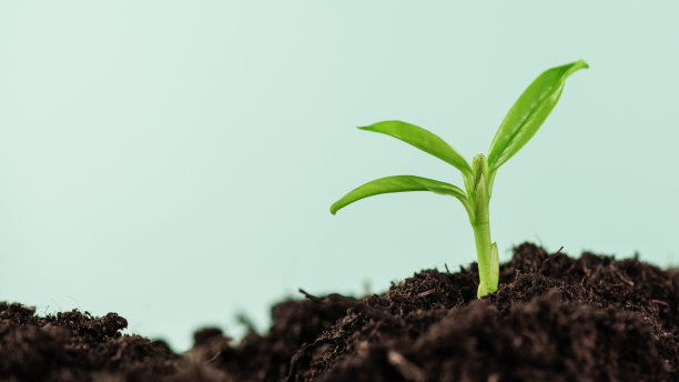 在有阳光的土地上生长的幼苗。图片下载