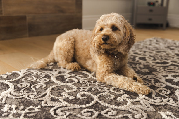 家里地毯上的小鹦鹉图片下载