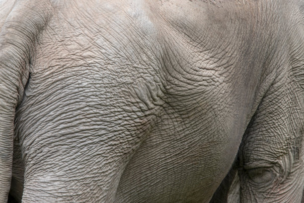 亚洲象的皮肤质地图片下载