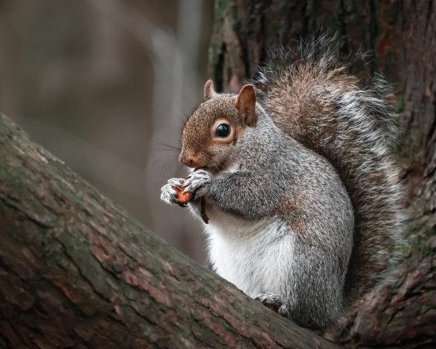 松鼠在树上吃东西的特写照片图片下载