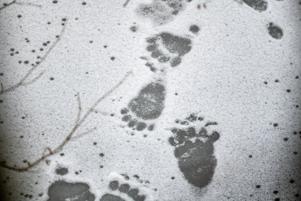 棕熊，熊熊，雪地上的脚印。波兰喀尔巴阡山脉。图片下载