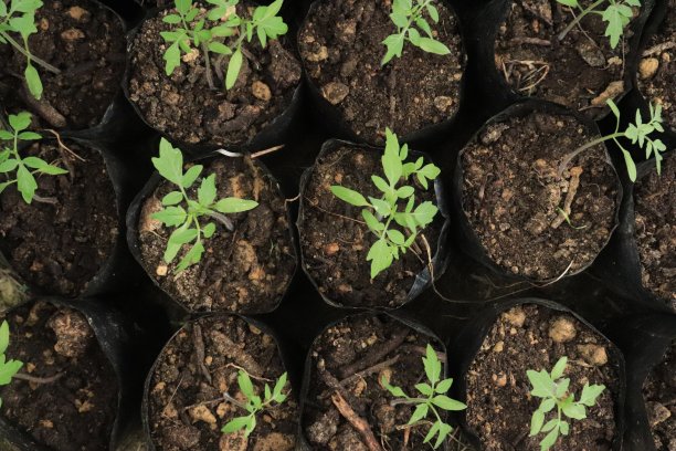 小番茄植株生长在塑料袋上。有机农场秋收蔬菜。图片下载