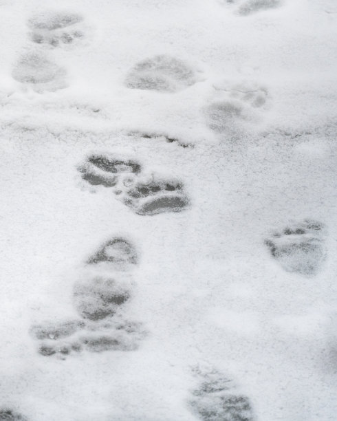 棕熊，熊熊，雪地上的脚印。波兰喀尔巴阡山脉。图片下载