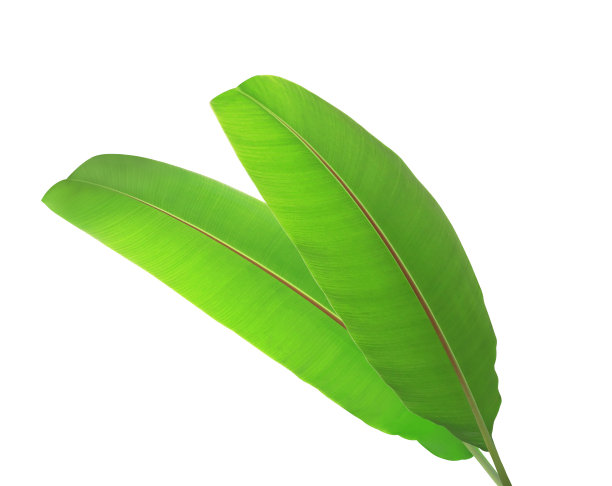 香蕉的叶子图片下载