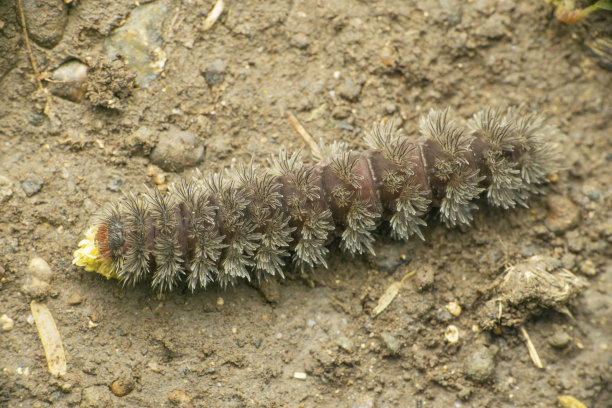 Moth caterpillar on ground, Satara, Maharashtra, India 图片下载