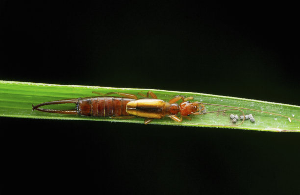 常见的蠼螋昆虫，Forficula auricularia，萨塔拉，马哈拉施特拉邦，印度图片下载