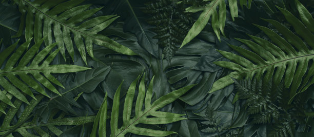 绿色热带树叶背景图片下载