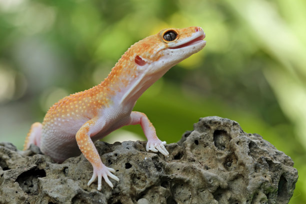 豹壁虎蜥，肥尾壁虎，黄斑斑蝶图片下载