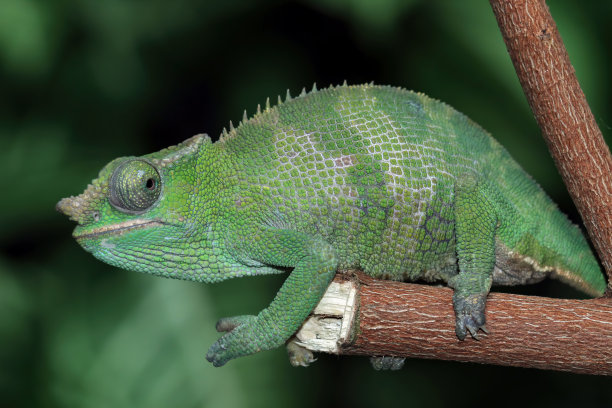 雌性费希尔变色龙孤立在黑色背景上图片下载