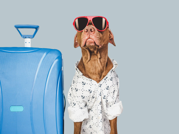 可爱的棕色小狗和蓝色旅行箱图片下载