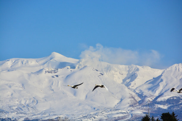 天鹅在白雪皑皑的山峰上飞翔图片下载