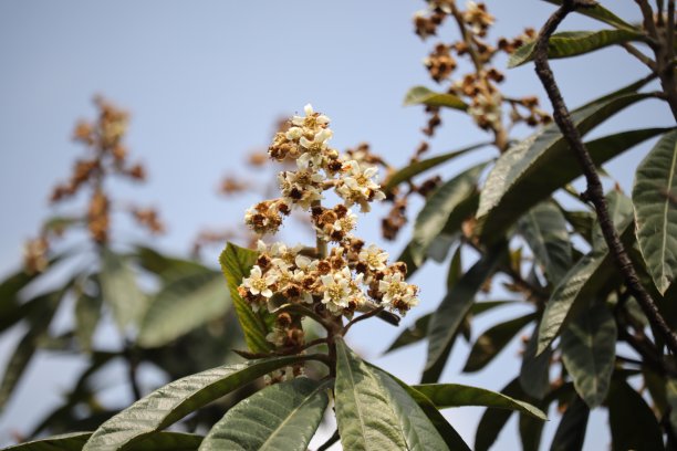 枇杷的花图片下载