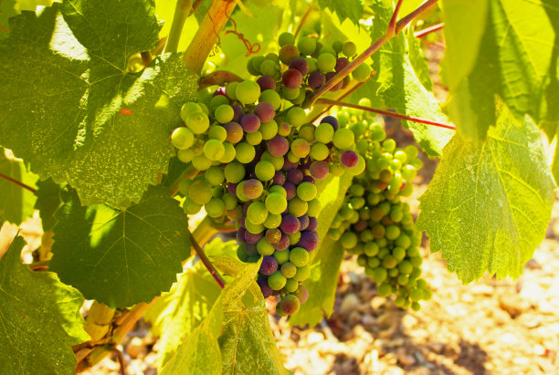 葡萄园，马斯喀特葡萄酒，法国南部，照片图片下载