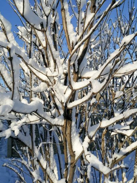 在蓝天的映衬下，树在雪中。在晴朗的日子里，树被雪覆盖着。图片下载
