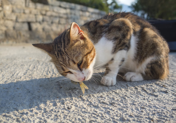 猫正在海滩上吃刚抓到的小鱼。特写镜头图片下载