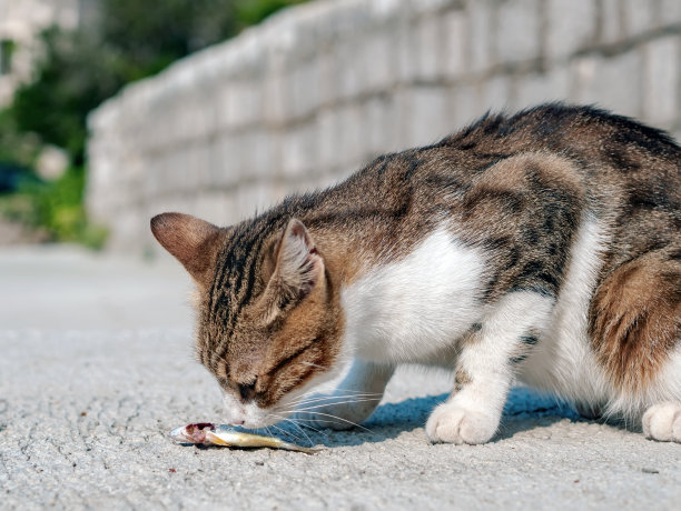 猫正在海滩上吃小鱼。特写镜头图片下载