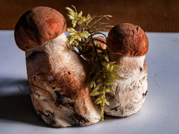 白色的桌子背景上有一组融合的蘑菇。年轻的蘑菇图片下载