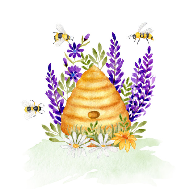 水彩插图与野生蜂箱薰衣草和洋甘菊花。蜜蜂，野花和草。蜂蜜产品设计。孤立在白色背景上。图片下载