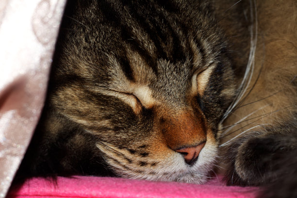 一只名叫费多尔的缅因猫的肖像。乌克兰哈尔科夫图片下载